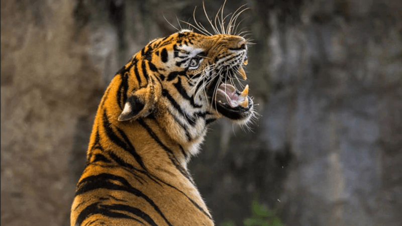 tiger attack in bhimtal