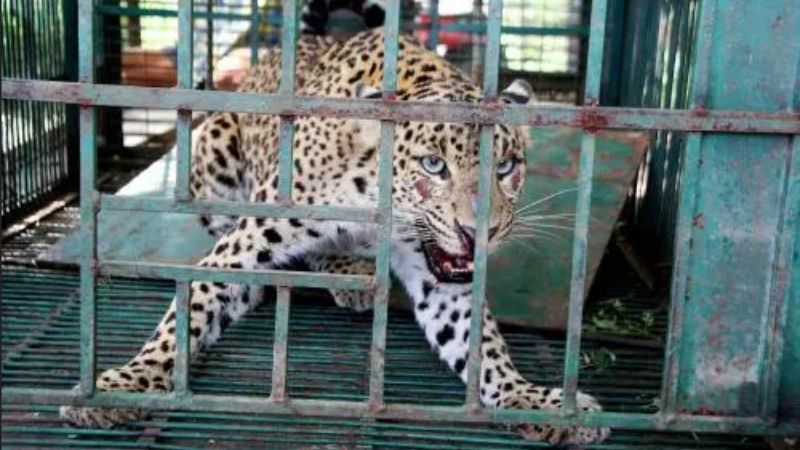 News: Bhimtal - Guldar captured in cage, watch video